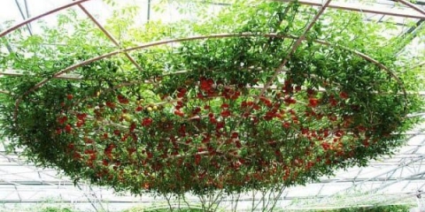 Drvo paradajza - kako uzgajati na otvorenom, kod kuće